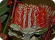 Banksia_pre
