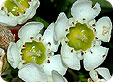 Chamelaucium_pre