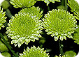 Chrysanthemum_pre