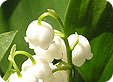 Convallaria_pre