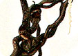 Corylus_pre