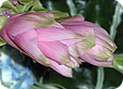 Curcuma_pre