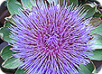 Cynara_pre
