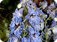 Delphinium_pre