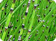 Equisetum_pre