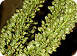 Eremurus_pre