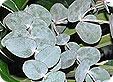 Eucalyptus_pre