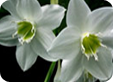 Eucharis1_pre