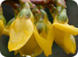 Forsythia1_pre