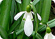Galanthus_pre