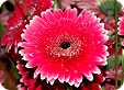 Gerbera_pre