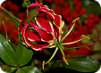 Gloriosa_pre