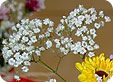 Gypsophila_pre