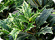 Ilex_pre