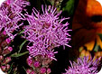 Liatris_pre