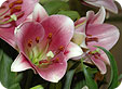Lilium_pre