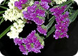 Limonium_pre