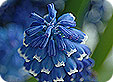 Muscari_pre