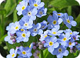Myosotis_pre