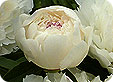 Paeonia_pre