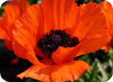 Papaver1_pre