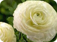 Ranunculus1_pre