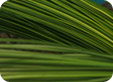 Stilgrass1_pre