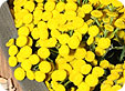 Tanacetum_pre