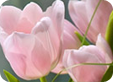 Tulipa_pre