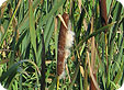 Typha_pre