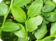 Vassinum-myrtillus_pre