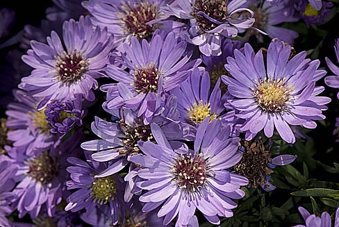 Aster_novi-belgii_Twist