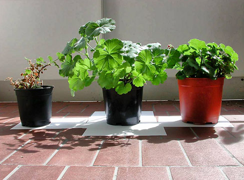 healthy_plants